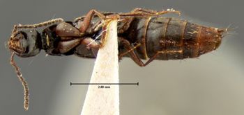 Media type: image;   Entomology 33377 Aspect: habitus ventral view